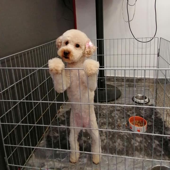 vavaland salon za sisanje i njegu pasa carusell (1)