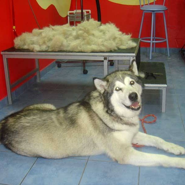 vavaland salon za sisanje i njegu pasa carusell (10)