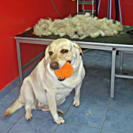 vavaland salon za sisanje i njegu pasa carusell (11)