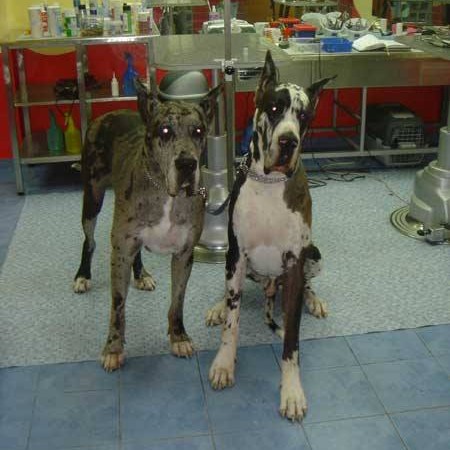 vavaland salon za sisanje i njegu pasa carusell (12)