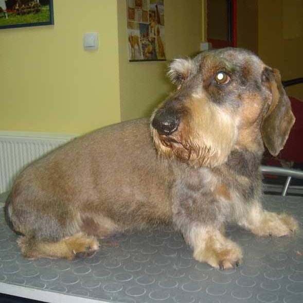 vavaland salon za sisanje i njegu pasa carusell (13)