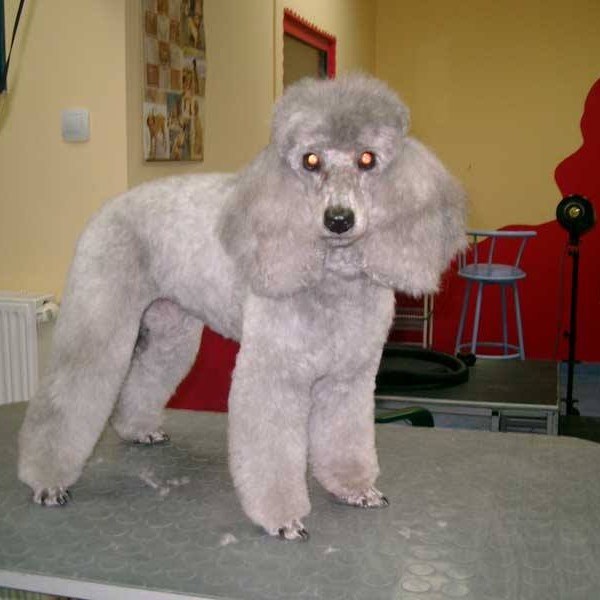 vavaland salon za sisanje i njegu pasa carusell (14)