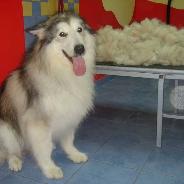 vavaland salon za sisanje i njegu pasa carusell (15)