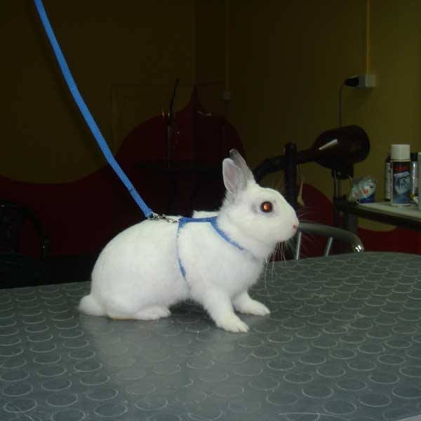 vavaland salon za sisanje i njegu pasa carusell (16)