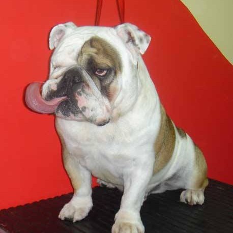 vavaland salon za sisanje i njegu pasa carusell (17)