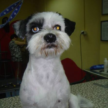 vavaland salon za sisanje i njegu pasa carusell (18)