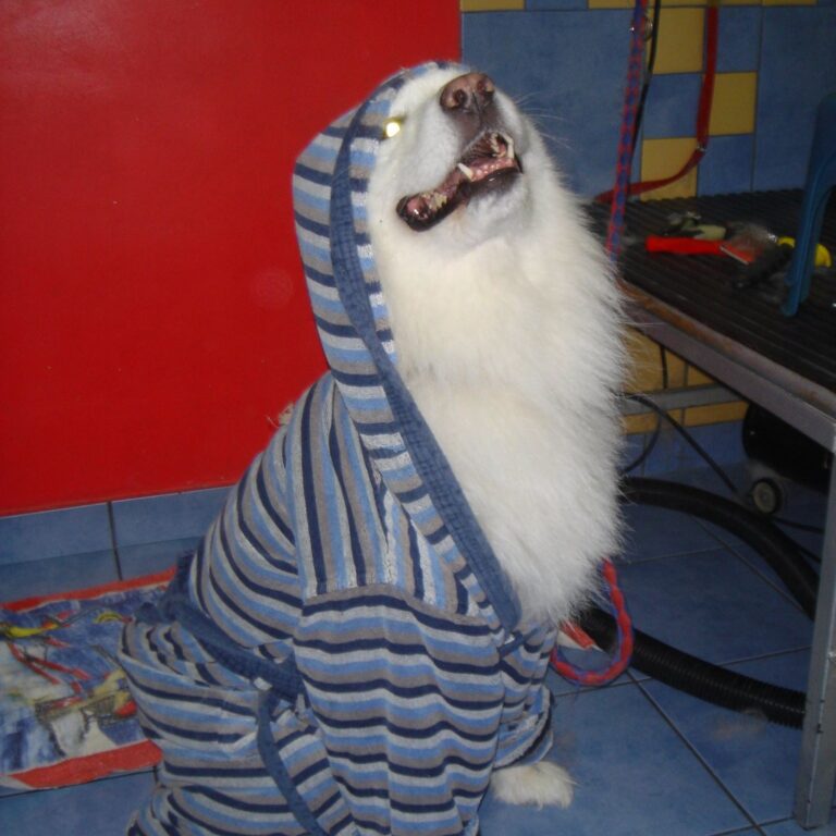 vavaland salon za sisanje i njegu pasa carusell (19)