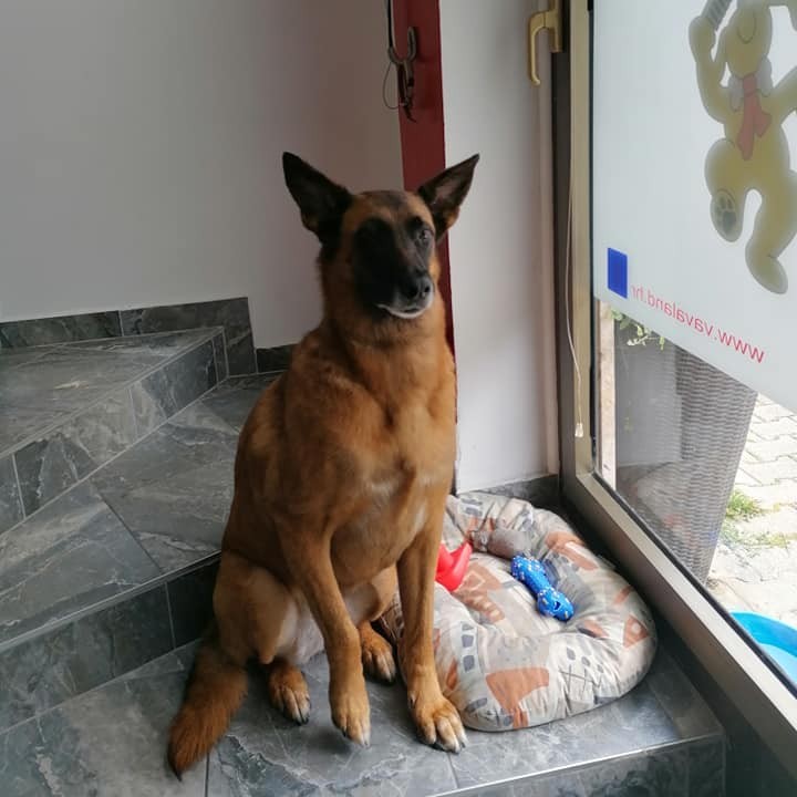 vavaland salon za sisanje i njegu pasa carusell (2)