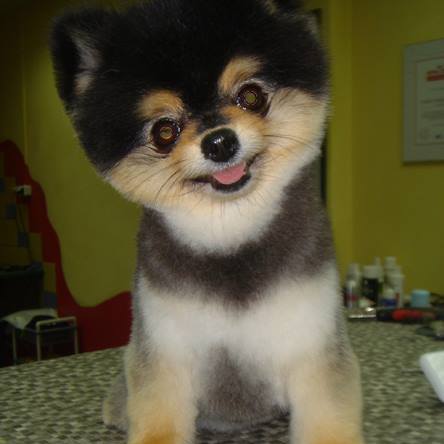 vavaland salon za sisanje i njegu pasa carusell (3)