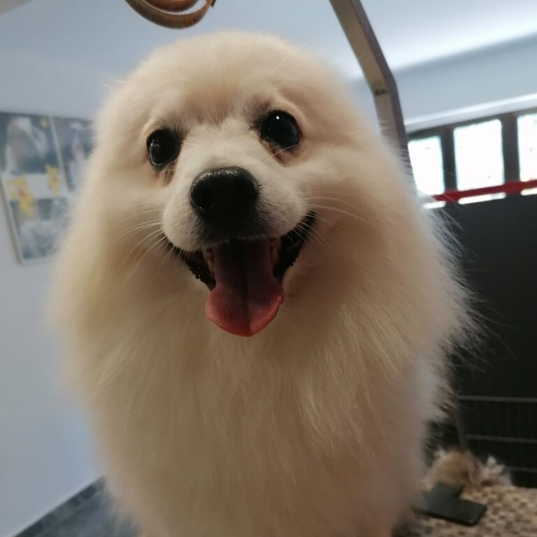 vavaland salon za sisanje i njegu pasa carusell (4)