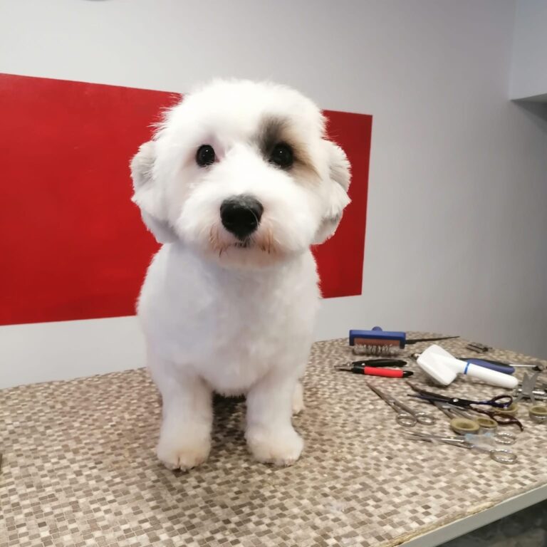 vavaland salon za sisanje i njegu pasa carusell (5)