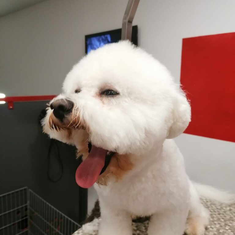 vavaland salon za sisanje i njegu pasa carusell (6)