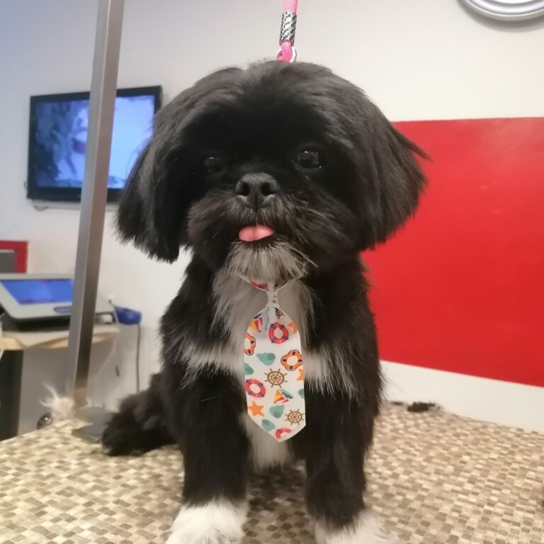 vavaland salon za sisanje i njegu pasa carusell (7)