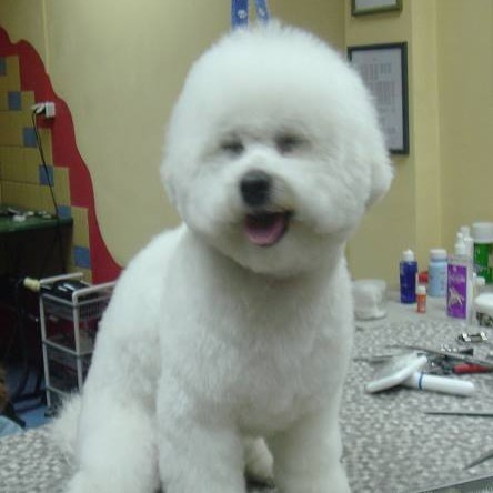 vavaland salon za sisanje i njegu pasa carusell (8)