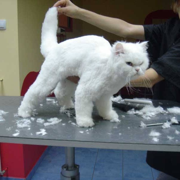 vavaland salon za sisanje i njegu pasa carusell (9)